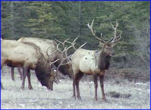 elk (2)